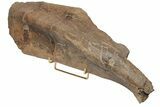 Fossil Triceratops Shoulder Blade (Scapula) - South Dakota #211083-1